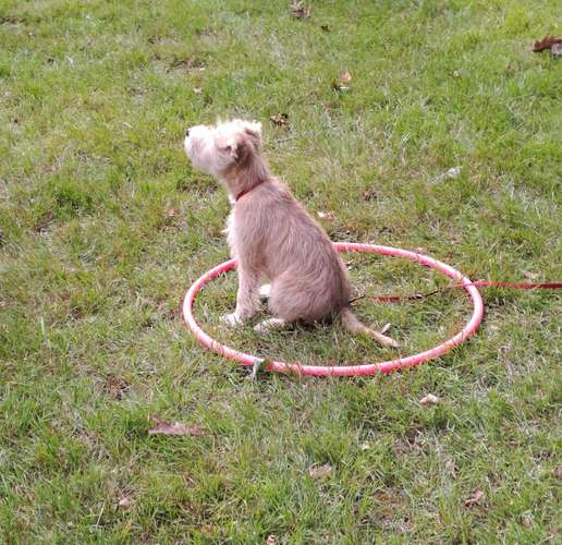 Hundeauslaufgebiet-Hundeschule Hund und Mensch-Bild