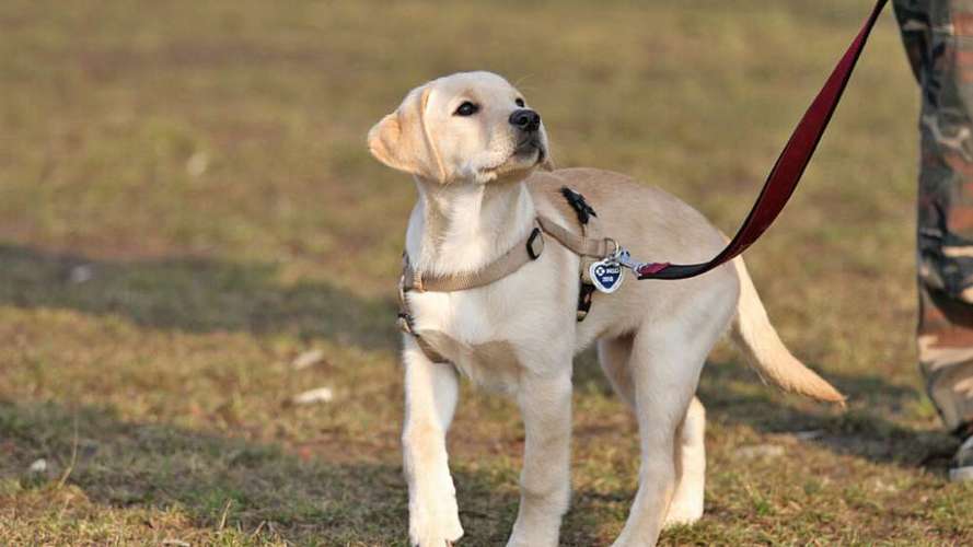 Hundeauslaufgebiet-Hundezentrum Heiduk-Bild