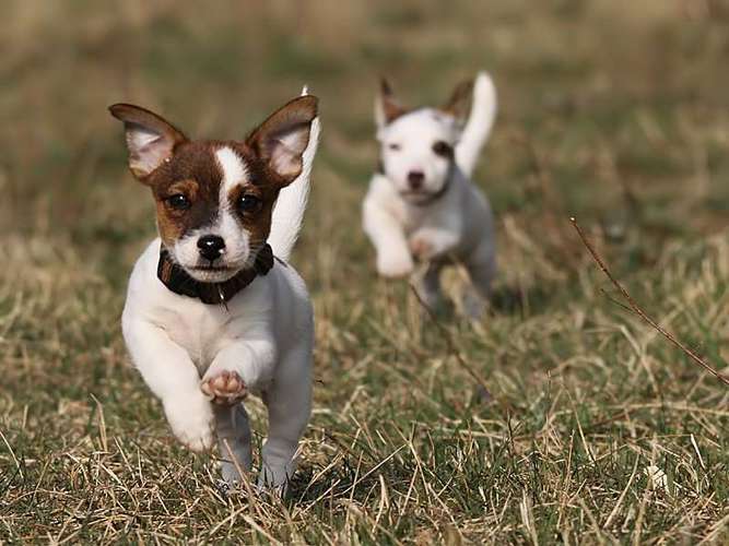 Hundeauslaufgebiet-Hundezentrum Heiduk-Bild