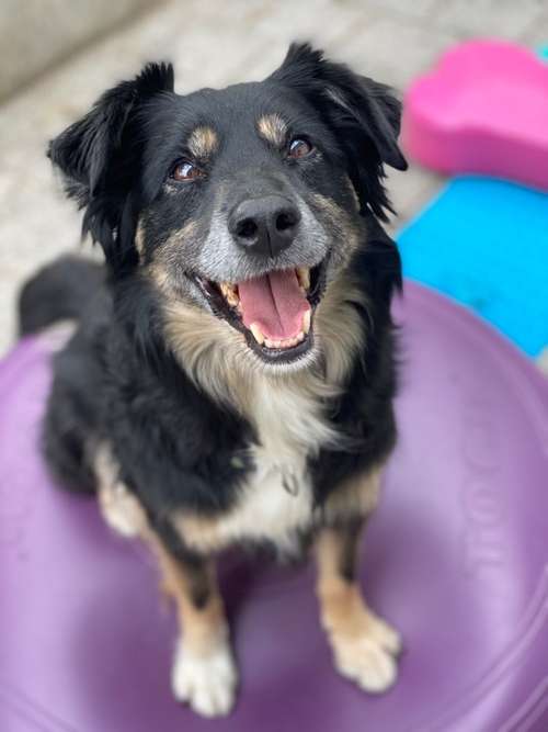 Hundeauslaufgebiet-Hundephysiotherapie Fit4Paws-Bild