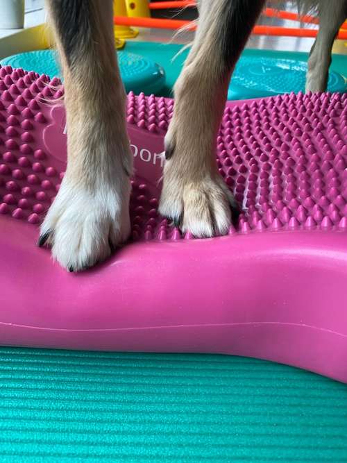 Hundeauslaufgebiet-Hundephysiotherapie Fit4Paws-Bild
