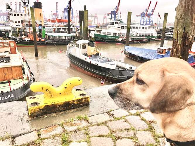 Hundeauslaufgebiet-Fräulein Plath - green dogshop --Bild