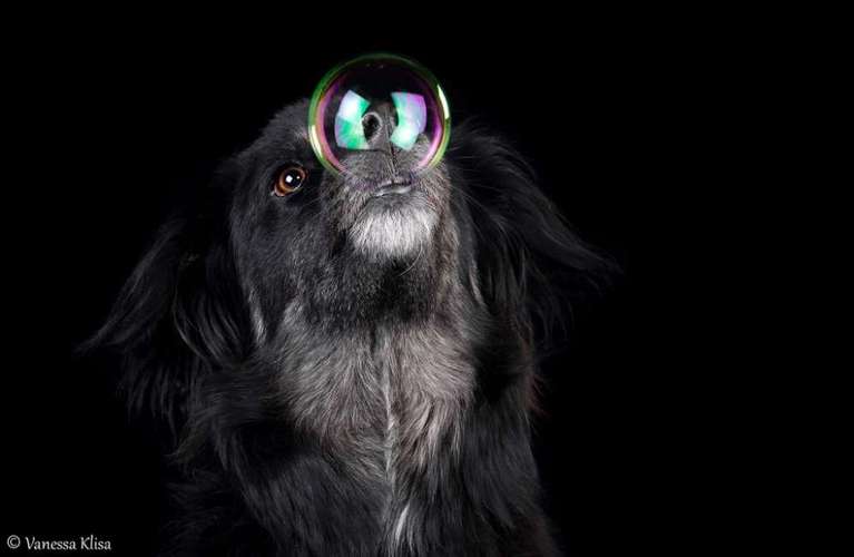 Hundeauslaufgebiet-Pfotegrafiert - Vanessa Klisa Tierfotografie-Bild