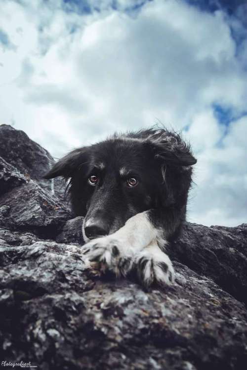 Hundeauslaufgebiet-Pfotegrafiert - Vanessa Klisa Tierfotografie-Bild