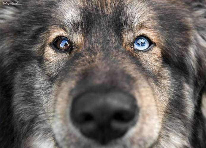 Hundeauslaufgebiet-Pfotegrafiert - Vanessa Klisa Tierfotografie-Bild