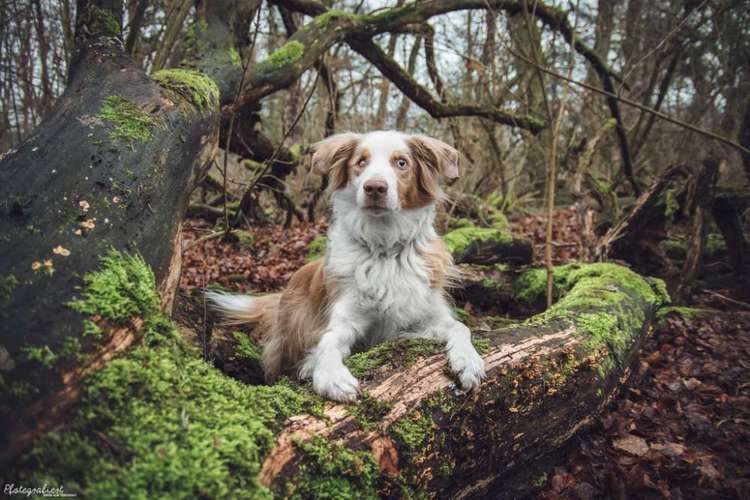 Hundeauslaufgebiet-Pfotegrafiert - Vanessa Klisa Tierfotografie-Bild