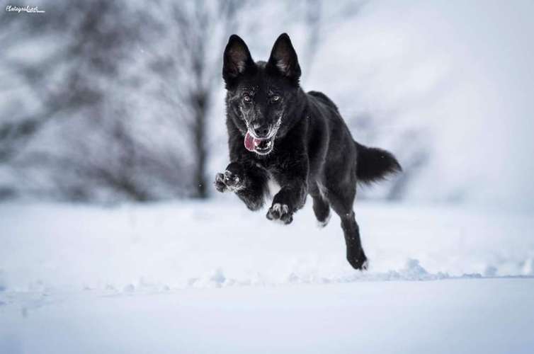Hundeauslaufgebiet-Pfotegrafiert - Vanessa Klisa Tierfotografie-Bild