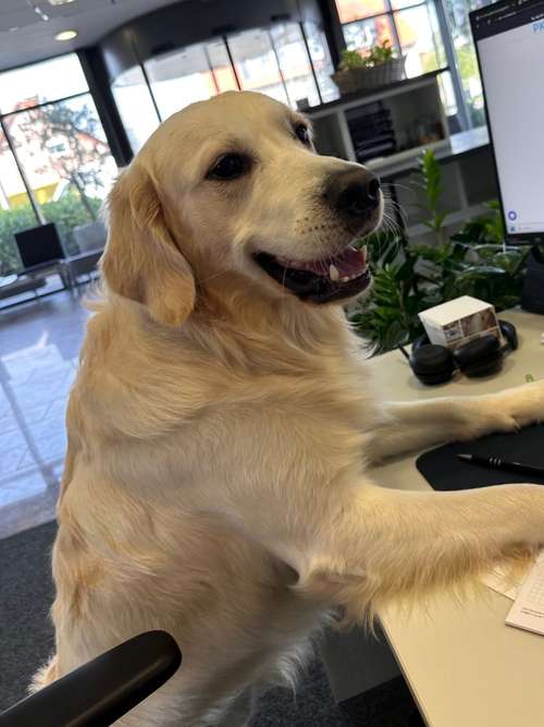 Hundeauslaufgebiet-Milü Versicherungsmakler-Bild