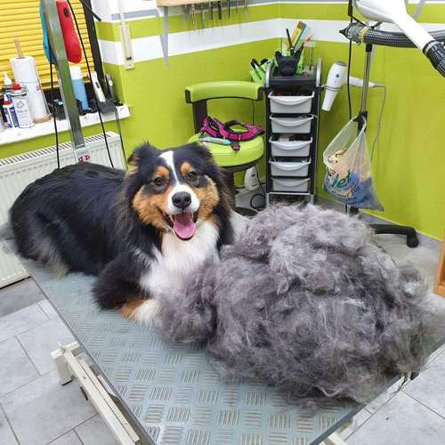 Hundeauslaufgebiet-Fell-issimo Hunde - & Katzensalon-Bild