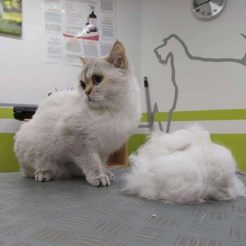 Hundeauslaufgebiet-Fell-issimo Hunde - & Katzensalon-Bild