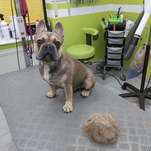 Hundeauslaufgebiet-Fell-issimo Hunde - & Katzensalon-Bild