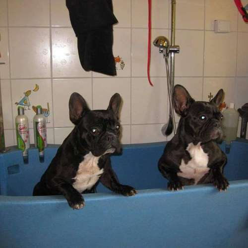 Hundeauslaufgebiet-Fell-issimo Hunde - & Katzensalon-Bild