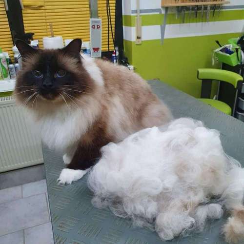 Hundeauslaufgebiet-Fell-issimo Hunde - & Katzensalon-Bild