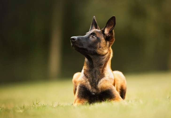 Hundeauslaufgebiet-Beyondtails · Hundetraining & Maulkorbberatung-Bild