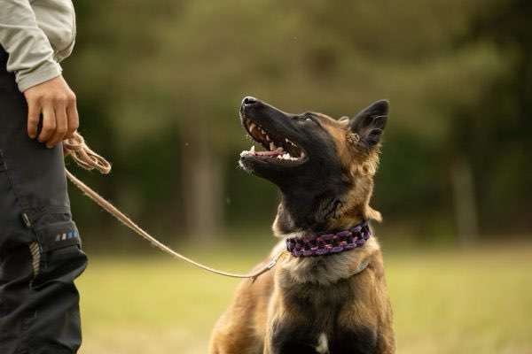 Hundeauslaufgebiet-Beyondtails · Hundetraining & Maulkorbberatung-Bild