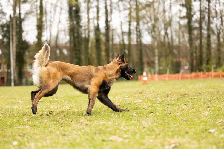 Hundeauslaufgebiet-Beyondtails · Hundetraining & Maulkorbberatung-Bild
