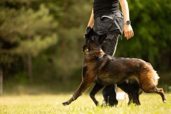 Hundeauslaufgebiet-Beyondtails · Hundetraining & Maulkorbberatung-Bild