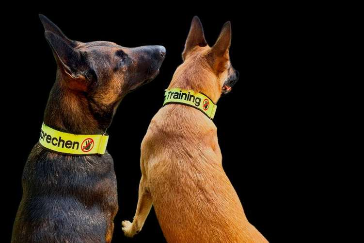 Hundeauslaufgebiet-Mali-Sam-Bild