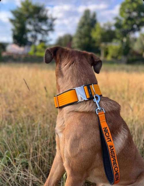 Hundeauslaufgebiet-Mali-Sam-Bild