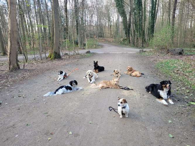 Hundeauslaufgebiet-Hundefreunde-Waldesruh -Bild