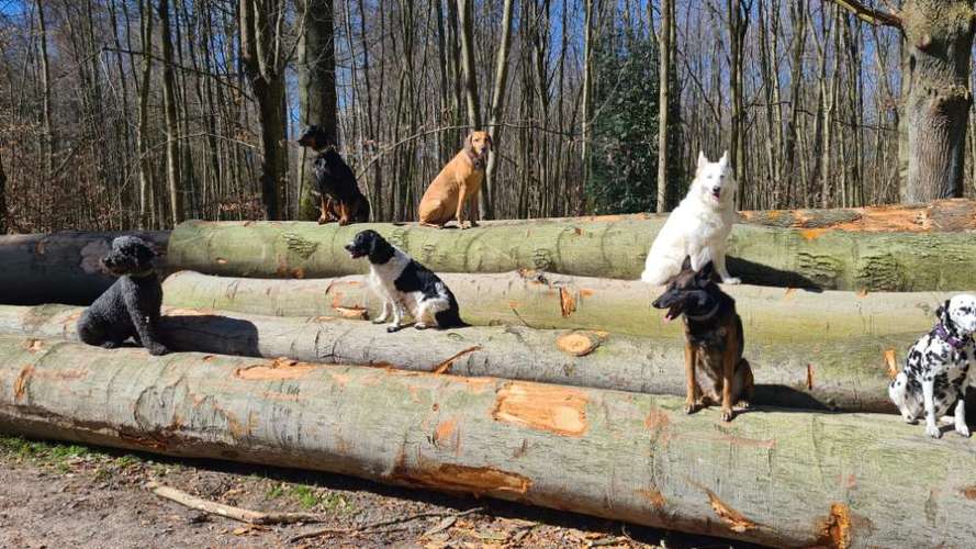 Hundeauslaufgebiet-Hundefreunde-Waldesruh -Bild