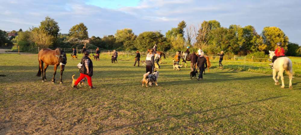 Hundeauslaufgebiet-Hundefreunde-Waldesruh -Bild