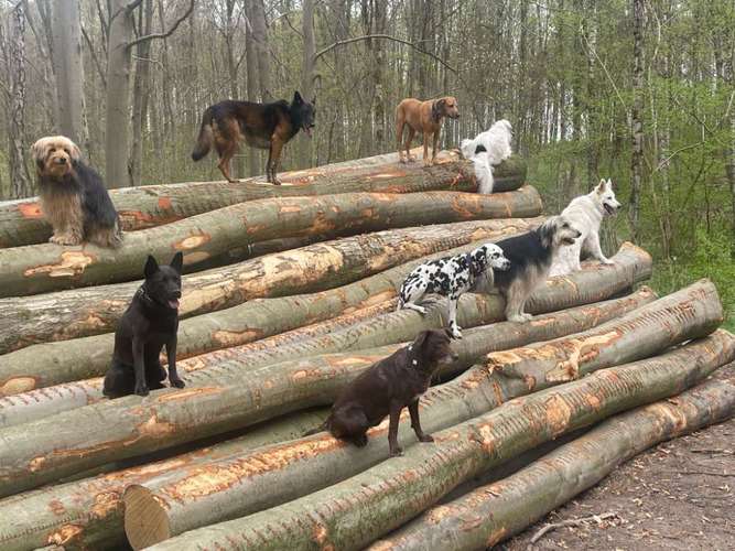 Hundeauslaufgebiet-Hundefreunde-Waldesruh -Bild