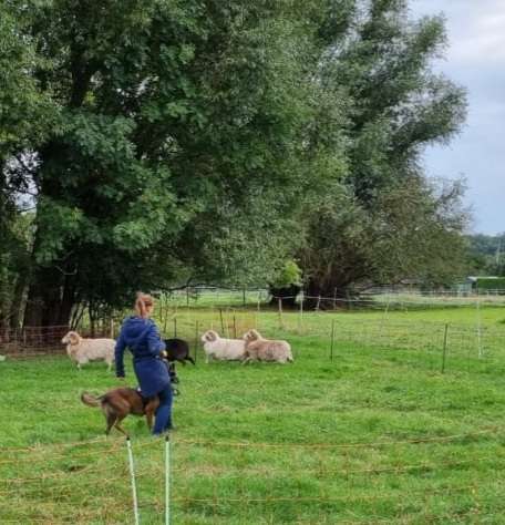 Hundeauslaufgebiet-Hundefreunde-Waldesruh -Bild