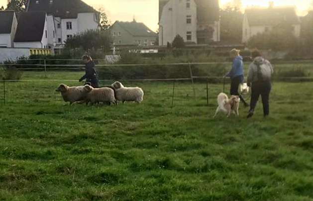 Hundeauslaufgebiet-Hundefreunde-Waldesruh -Bild