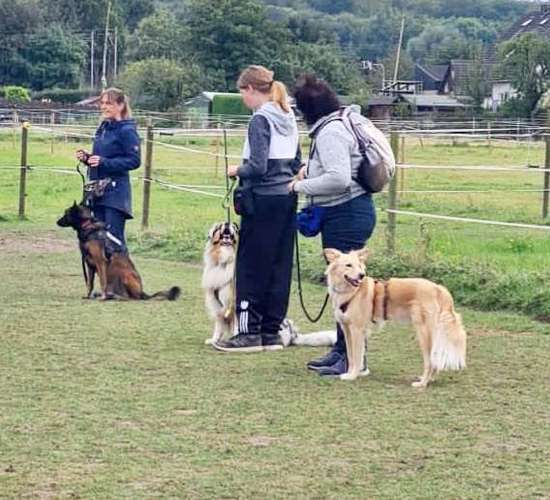 Hundeauslaufgebiet-Hundefreunde-Waldesruh -Bild