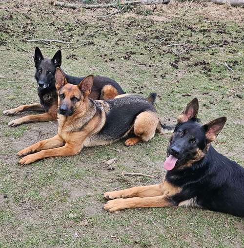 Hundeauslaufgebiet-Hundefreunde-Waldesruh -Bild