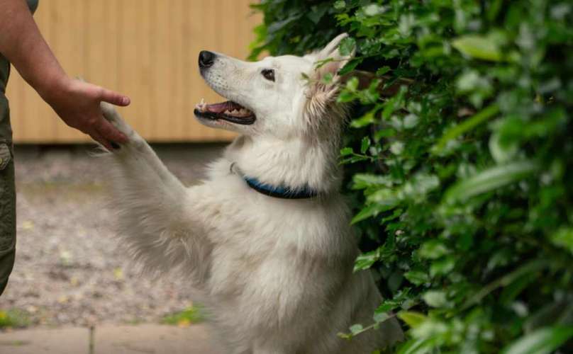 Hundeauslaufgebiet-Fair4Dogs Mobile Hundeschule Birgit Mink-Bild