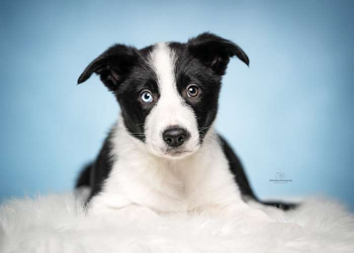 Hundeauslaufgebiet-eMotionMoments | Hundefotografin mit Fotostudio-Bild