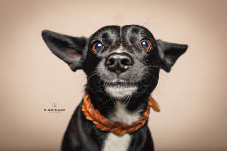 Hundeauslaufgebiet-eMotionMoments | Hundefotografin mit Fotostudio-Bild