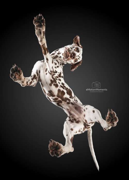 Hundeauslaufgebiet-eMotionMoments | Hundefotografin mit Fotostudio-Bild