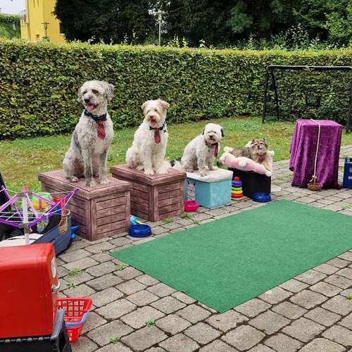 Hundeauslaufgebiet-Die HotDogZ-Bild