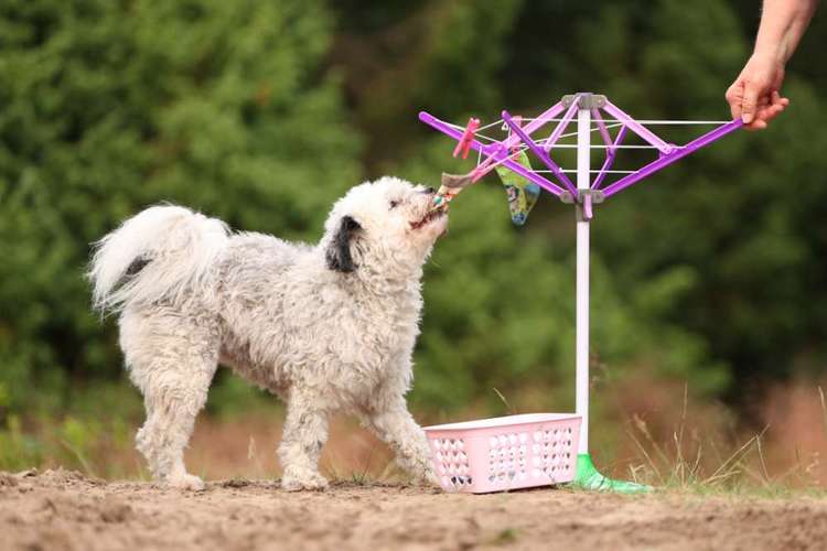 Hundeauslaufgebiet-Die HotDogZ-Bild