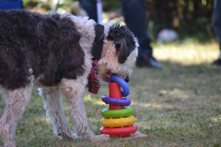 Hundeauslaufgebiet-Die HotDogZ-Bild