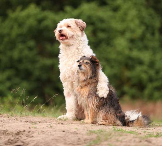 Hundeauslaufgebiet-Die HotDogZ-Bild