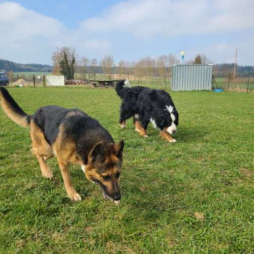 Hundeauslaufgebiet-Hundetrainer Lukas-Bild