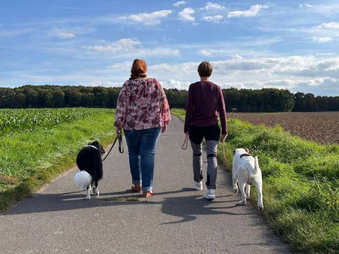 Hundeauslaufgebiet-Coaching für Mensch und Hund-Bild