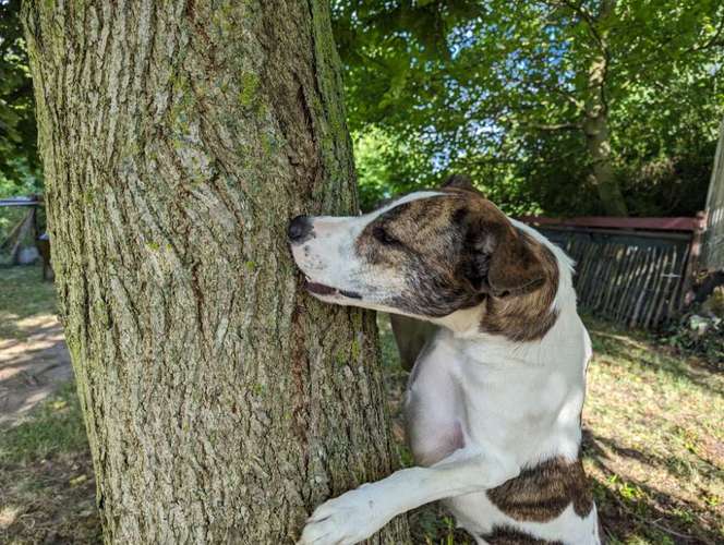 Hundeauslaufgebiet-Coaching für Mensch und Hund-Bild