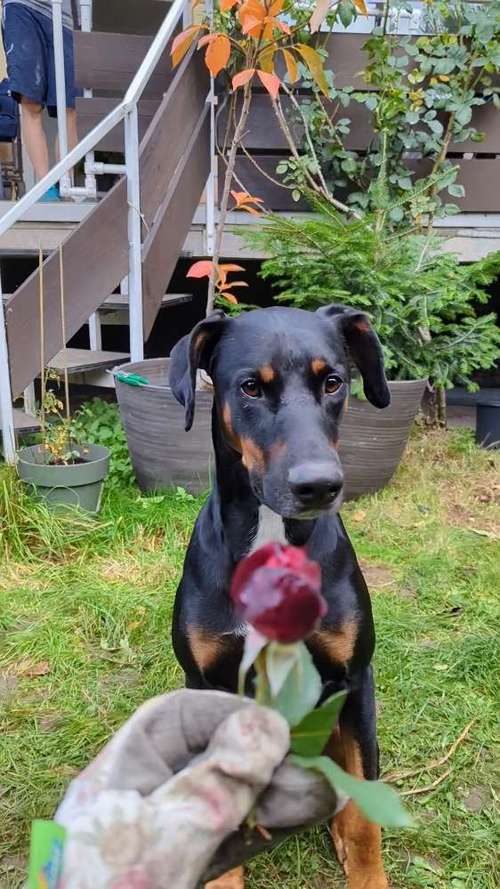 Hundeauslaufgebiet-Coaching für Mensch und Hund-Bild