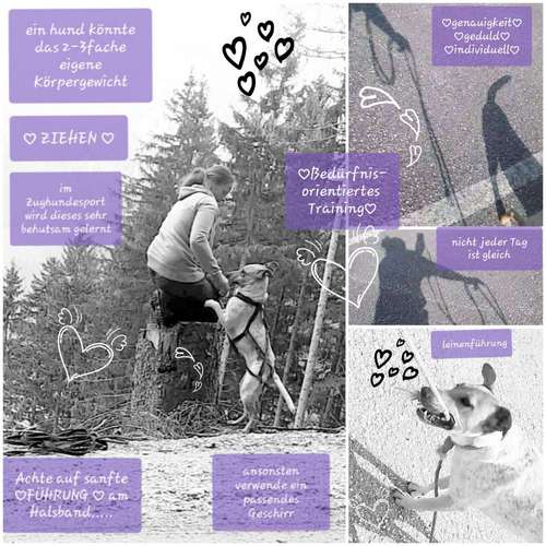 Hundeauslaufgebiet-Alexandra Reiter-Bild