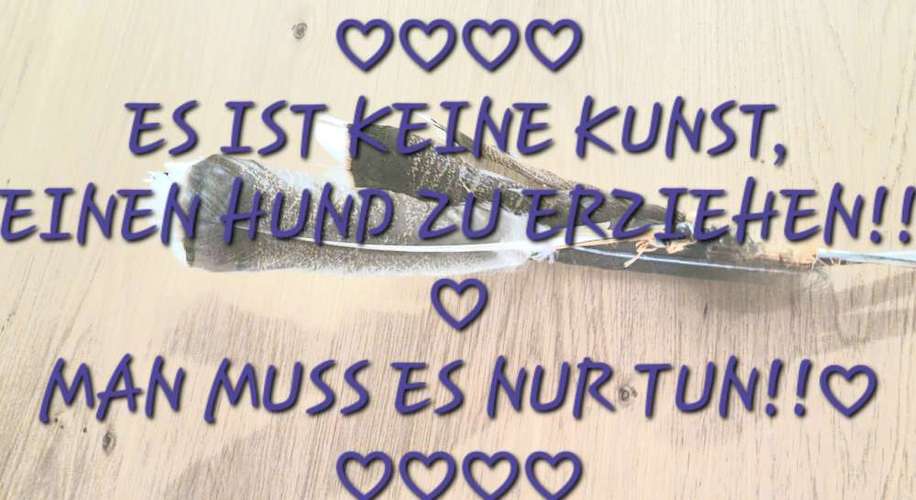 Hundeauslaufgebiet-Alexandra Reiter-Bild
