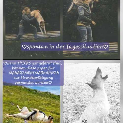 Hundeauslaufgebiet-Alexandra Reiter-Bild