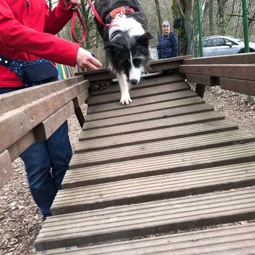 Hundeauslaufgebiet-Ein starkes Team            Marion Trier-Bild