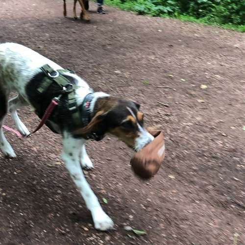Hundeauslaufgebiet-Ein starkes Team            Marion Trier-Bild