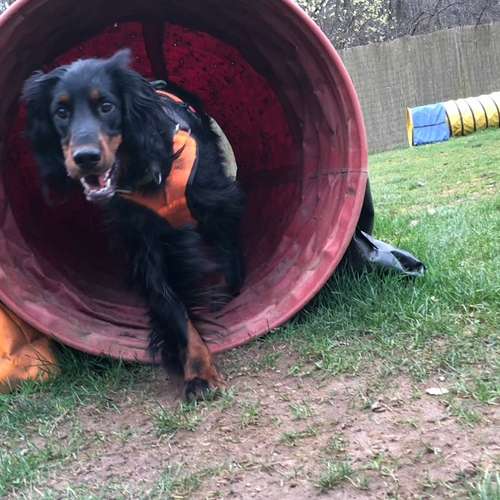 Hundeauslaufgebiet-Ein starkes Team            Marion Trier-Bild