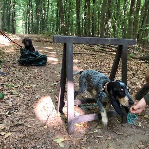 Hundeauslaufgebiet-Ein starkes Team            Marion Trier-Bild
